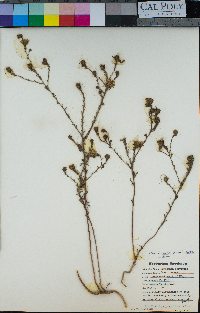 Deinandra paniculata image