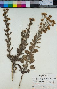 Heterotheca grandiflora image