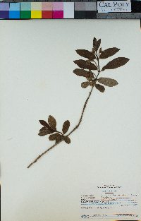 Lonicera involucrata image