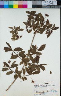 Lonicera involucrata image