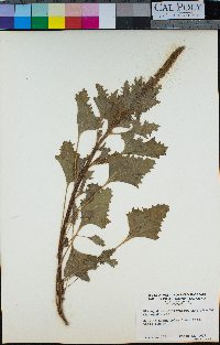 Chenopodium californicum image