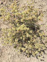 Eriogonum jamesii image