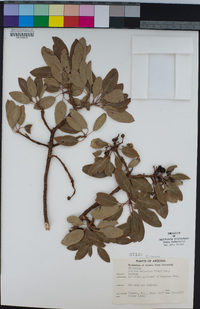 Arbutus arizonica image