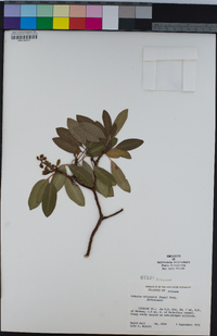 Arbutus arizonica image