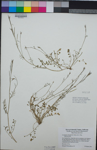 Cardamine oligosperma image