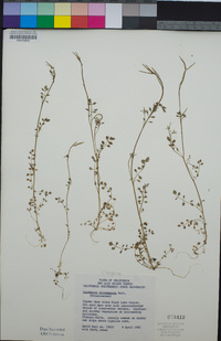 Cardamine oligosperma image