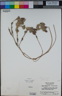 Anelsonia eurycarpa image