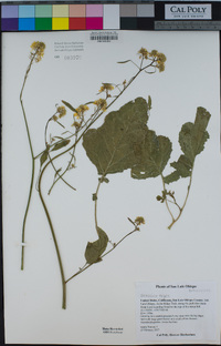 Brassica nigra image