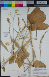 Brassica nigra image