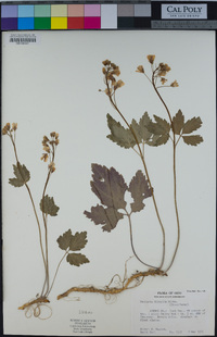 Cardamine diphylla image