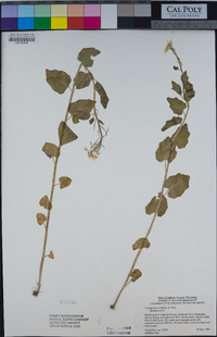 Cardamine cordifolia image