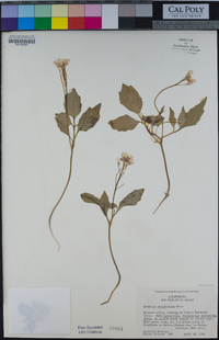 Cardamine californica image