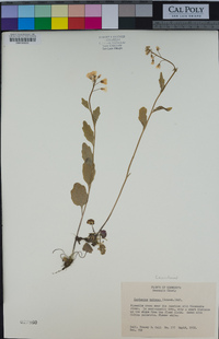 Cardamine bulbosa image