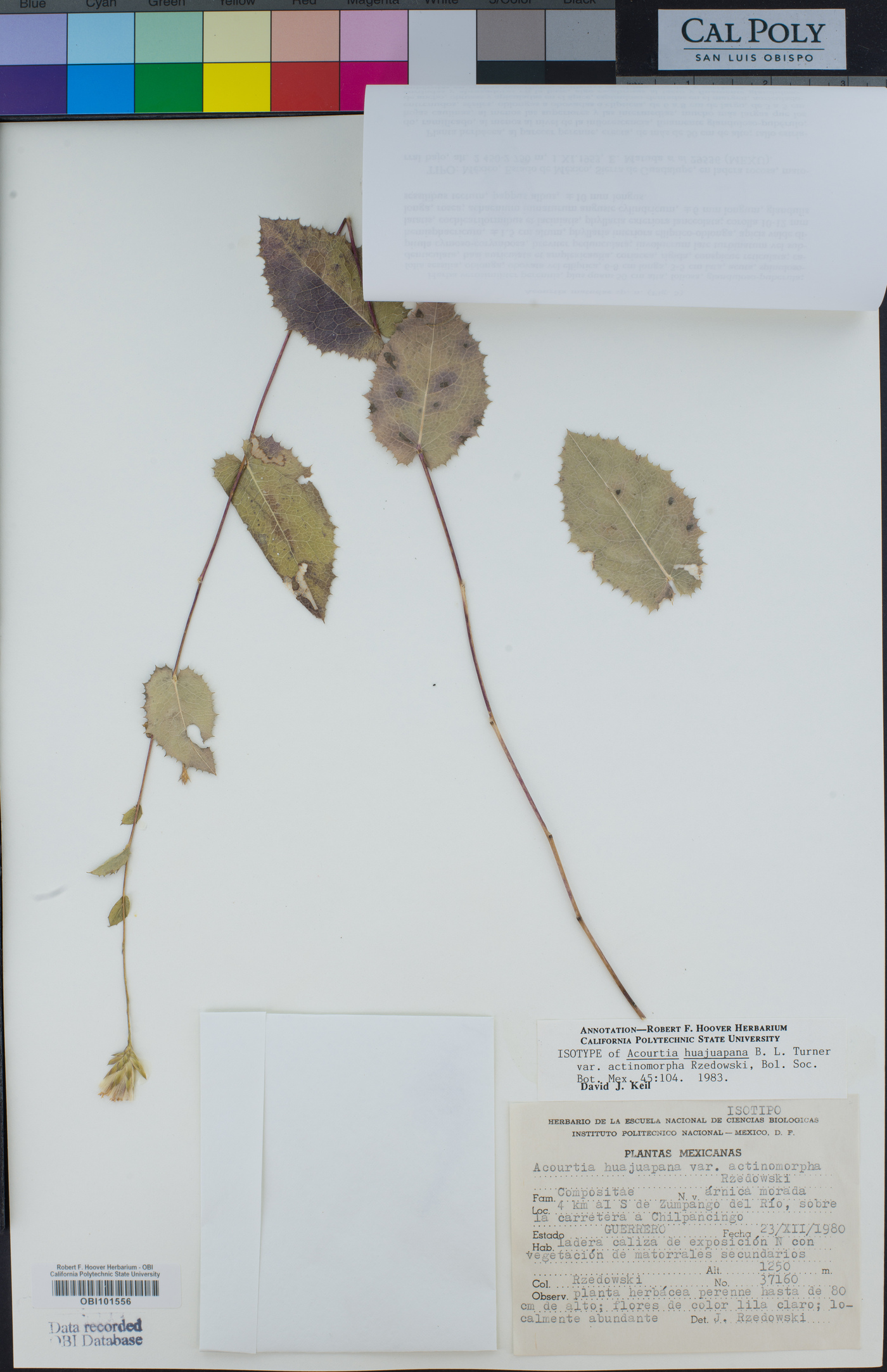 Acourtia huajuapana var. actinomorpha image
