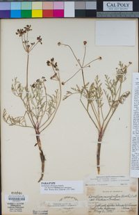 Lomatium hooveri image