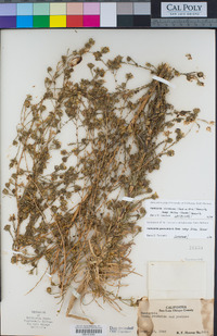 Hemizonia increscens subsp. foliosa image