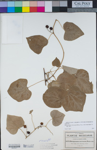 Menispermum mexicanum image