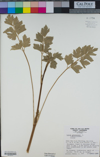 Apium graveolens image