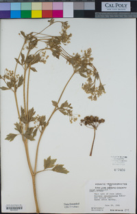 Apium graveolens image