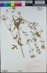 Apium graveolens image