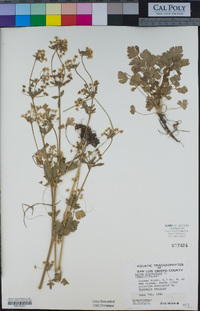 Apium graveolens image