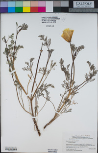 Eschscholzia californica image