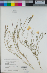 Eschscholzia californica image