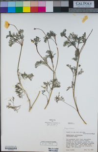 Eschscholzia californica image