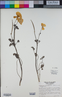 Eschscholzia californica image