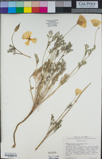 Eschscholzia californica image