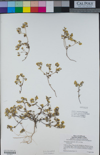 Eriophyllum multicaule image