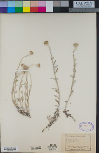 Eriophyllum lanatum image