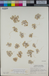 Eriophyllum pringlei image