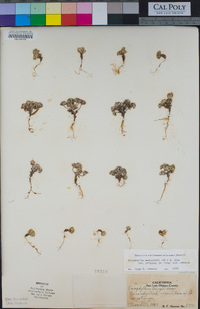 Eriophyllum pringlei image