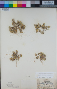 Eriophyllum pringlei image