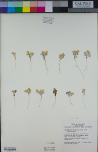 Eriophyllum wallacei image