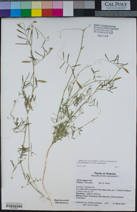 Vicia ludoviciana image