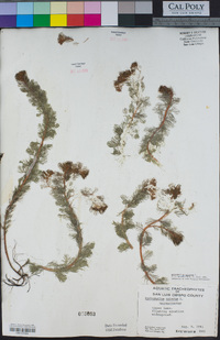 Myriophyllum spicatum image