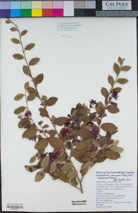 Loropetalum chinense image