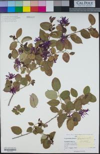 Image of Loropetalum chinense