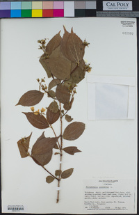 Philadelphus coronarius image