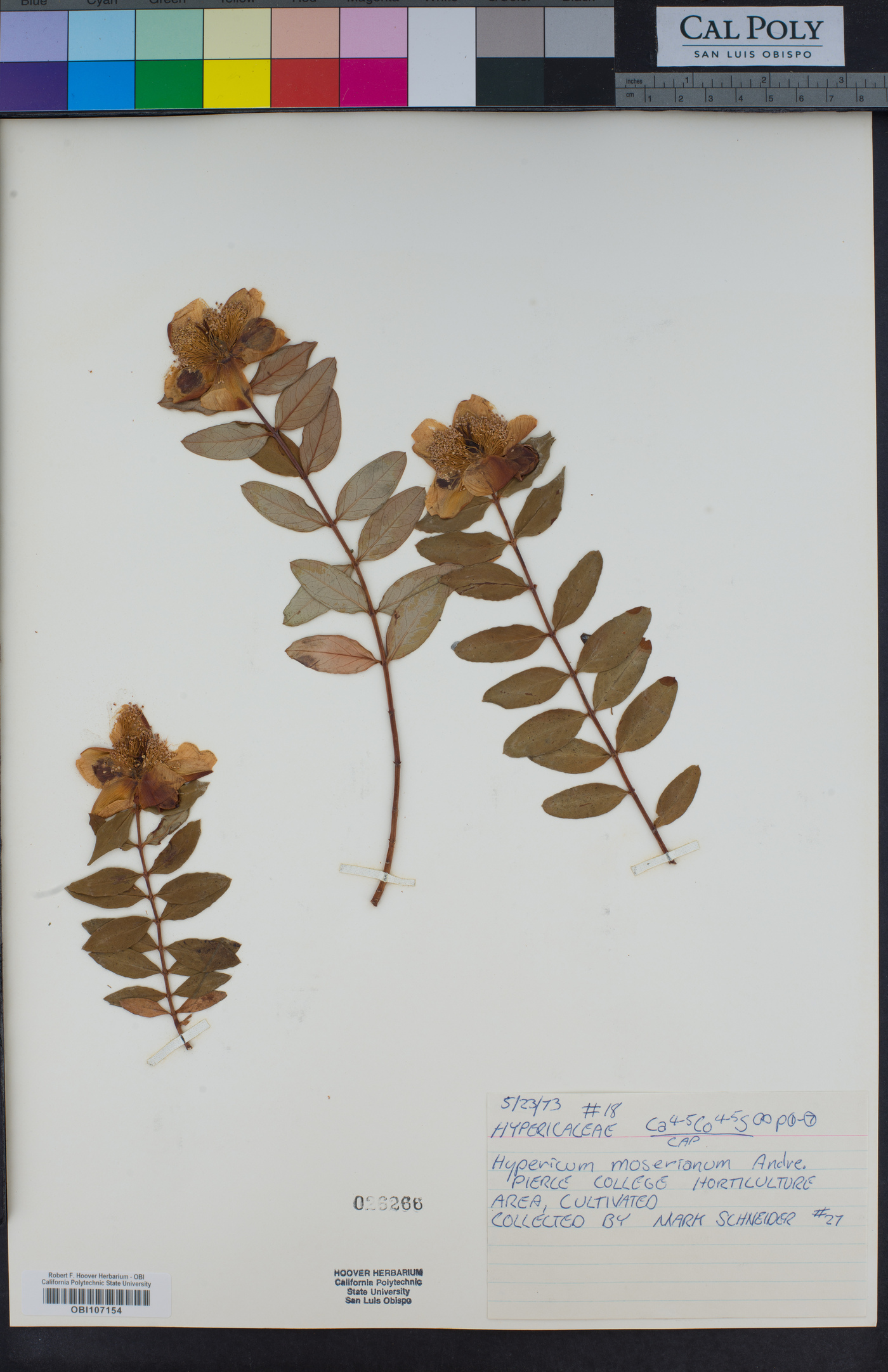 Hypericum x moserianum image