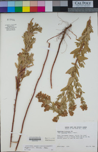 Hypericum scouleri image