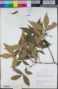 Carya carolinae-septentrionalis image