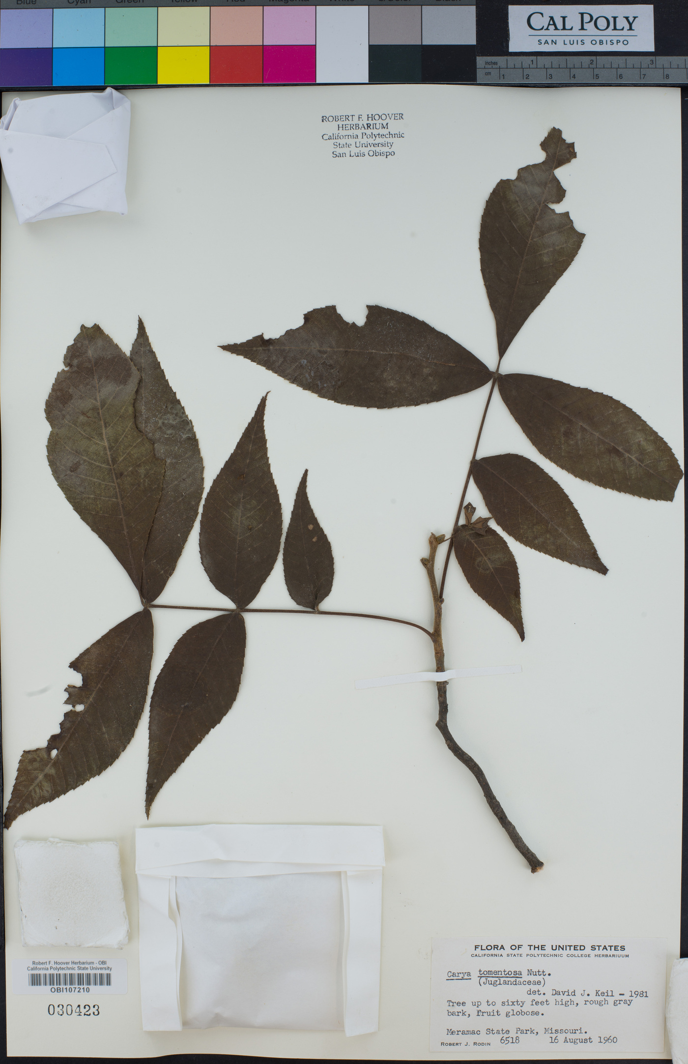Juglandaceae image