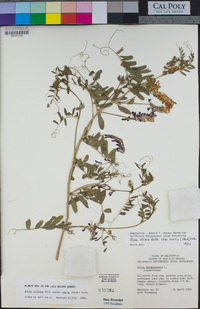 Vicia villosa image