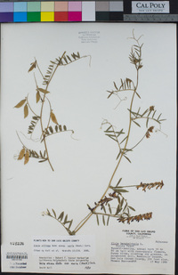 Vicia villosa image