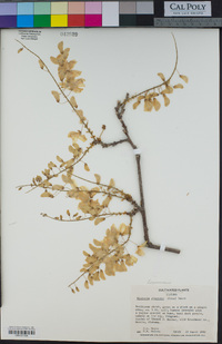 Wisteria sinensis image