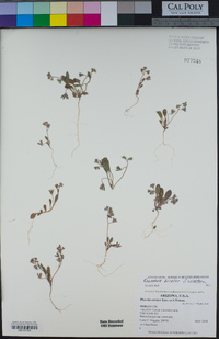 Krameria bicolor image