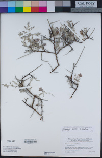 Krameria bicolor image